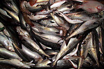 Good haul of Saithe (Pollachius virens) waiting to be processed onboard a trawler on the North Sea, Europe.