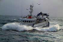 Gull flying over fishing vessel "Harvester" in heavy seas, North Sea, February 2010. Property released.