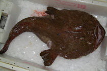 Monkfish (Lophius species) in ice-box aboard a North Sea trawler, Europe.