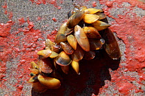 Clump of mussels (Mytillus genus) growing on a ship's hull.