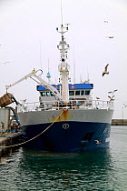 Irish pelagic vessel "Vigilant" discharging a catch of Blue Whiting at Skagen harbour, Denmark. March 2010.