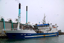 Sligo registered fishing vessel "Vigilant" discharging Blue Whiting in Skagen, Denmark. March 2010.