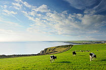 View of cows grazing coastal fields from Hope Cove towards Thurlestone, Bigbury Bay and Burgh Island. Evening light. Near Salcombe, South Devon, UK. September 2009.