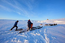 Local hunters dragging two seals behind sledge drawn by dogs, Scoresbysund, Ittoqqortoormiit, North East Greenland. March 2009.