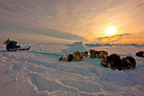 Local hunter and dog team resting on the sea ice near Ittoqqortoormiit, Scoresbysund, North East Greenland. March 2009.