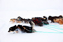 Dog team of Greenland Husky in deep snow near Scoresbysund, Ittoqqortoormiit, North East Greenland. March 2009.