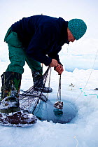 Local hunter setting up nets to catch seals Ittoqqortoormiit, Scoresbysund, North East Greenland. March 2009.