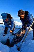 Local hunters with seal caught in net, Ittoqqortoormiit, Scoresbysund, North East Greenland. March 2009.