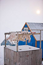 Polar Bear (Ursus Maritimus) skins, village of Ittoqqortoormiit, Scoresbysund, North East Greenland. February 2009.