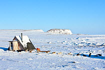Modern hunter's cabin at the edge of the pack ice and sledge / Husky dogs,  Scoresbysund, North East Greenland. March 2009.