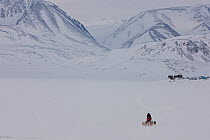 Local man driving his dogsled, Scoresbysund, North East Greenland. March 2009.