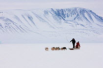 Local men driving dogsled, Scoresbysund, North East Greenland. March 2009.