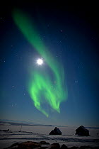 Northern Light, Aurora borealis, North East Greenland, Ittoqqortoormiit, Scoresbysund. March 2009.