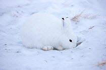 Arctic Hare (Lepus arcticus) foraging for food in the snow, Scoresbysund, Ittoqqortoormiit, North East Greenland. February 2009.