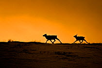 Two Reindeer running (Rangifer terrandus)  silhouetted at sunset. Kangelussuaq, Sondre Stromfjord, Greenland. February 2008.