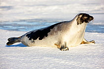 Harp seal (Phoca groenlandica) exposed on the pack ice, Iles de la Madeleine, Magdalen Island, Canada, Arctic. March 2008.