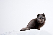 Portrait of an Arctic fox (Vulpes lagopus) in dark summer phase, in the snow. Jameson Land, North East Greenland. February 2009.