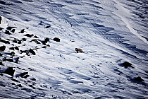Arctic fox (Vulpes lagopus) in dark summer phase, within mountainous landscape in the snow. North East Greenland, Jameson Land, mountains, Arctic. March 2009.