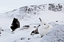 Photographer Uri Golman photographing Arctic Hare (Lepus Arcticus Groenlandicus) North East Greenland, Arctic. February 2009.