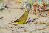 Rock parrot (Neophema petrophila) in sand dunes, Hamelin Bay, Western Australia, January