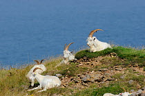 Wild goats (Capra hircus) resting on rocky promontory, Great Orme, Llandudno, Gwynedd, North Wales, UK, August