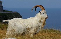 Wild goat (Capra hircus) on coastal promontory, Great Orme, Llandudno, Gwynedd, North Wales, UK, August
