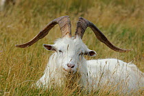 Wild goat (Capra hircus) resting on coastal promontory, Great Orme, Llandudno, Gwynedd, North Wales, UK, August