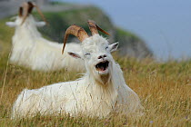 Wild goats (Capra hircus) resting on coastal promontory, one yawning, Great Orme, Llandudno, Gwynedd, North Wales, UK, August