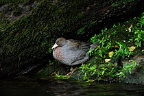 Blue Duck (Hymenolaimus malacorhynchos) endemic, endangered species, only 600 pairs left in the wild, Kaiwhakauka River, North Island, New Zealand, October