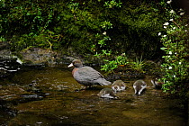 Blue Duck (Hymenolaimus malacorhynchos) adult with two-week ducklings, endemic, endangered species, only 600 pairs left in the wild, Kaiwhakauka River, North Island, New Zealand, October