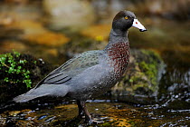 Blue Duck (Hymenolaimus malacorhynchos) endemic, endangered species, only 600 pairs left in the wild, Kaiwhakauka River, North Island, New Zealand, October