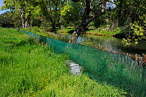 Fencing to prevent Brown Teal (Anas chlorotis) from getting onto the road, with trap set for stoats and rats, Port Charles, Coromandel Peninsula, North Island, New Zealand, November 2009