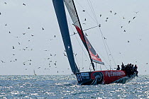 "Emirates Team New Zealand" leading the race up the river towards Lisbon, with gulls feeding in the tide. Audi Med Cup offshore race, Cascais to Lisbon, Portugal, May 2010.