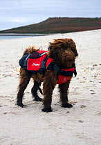Domestic dog, with lifejacket on a beach. Maisie (3/4 Tibettan Terrier, 1/4 Cocker Spaniel)
