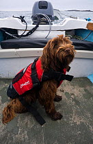 Domestic dog, wearing a lifejacket onboard an Orkney Longliner boat. Maisie (3/4 Tibettan Terrier, 1/4 Cocker Spaniel). Isles of Scilly, UK.