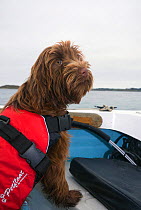 Domestic dog wearing a life-jacket onboard a boat. Maisie (3/4 Tibetan Terrier, 1/4 Cocker Spaniel). Isles of Scilly, UK, September.