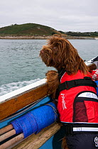 Domestic dog wearing a life-jacket onboard a boat. Maisie (3/4 Tibetan Terrier, 1/4 Cocker Spaniel) on Isles of Scilly, UK, September.