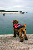 Dog looking out to sea, awaiting boat and wearing a life-jacket. Maisie (3/4 Tibetan Terrier, 1/4 Cocker Spaniel). St. Martin's, Isles of Scilly, UK.