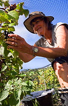 Woman harvesting grapes at St. Martin's Vineyard, Isles of Scilly, UK. Model Released.
