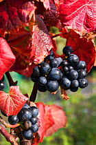 Red grapes in St. Martin's Vineyard at grape harvest, Isles of Scilly, UK.