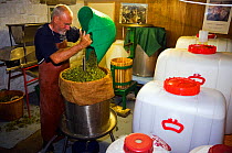 Wine-maker Graham Thomas loading grapes into hydro-press, St. Martin's Vineyard, Isles of Scilly, UK, September. Model released.