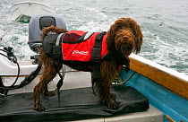 Wet dog wearing a lifejacket onboard a boat. Maisie (3/4 Tibetan Terrier, 1/4 Cocker Spaniel)  Isles of Scilly, UK.
