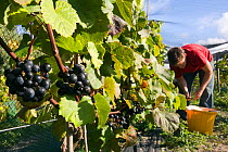 Man picking grapes during St. Martin's Vineyard grape harvest, Isles of Scilly, UK, September. Model Released.