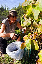 Woman picking grapes in St. Martin's Vineyard during grape harvest, Isles of Scilly, UK, September. Model Released.