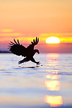 White-tailed sea eagle (Haliaeetus albicilla) at sunset, silhouetted in flight, hunting for fish, Atlantic ocean, Flatanger, Norway, Scandinavia.