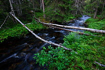 River in the midnight sun, white water stream in swedish forest, Sweden, Scandinavia, Summer.