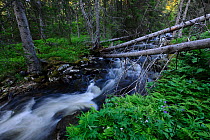 Waterfall in the midnight sun, white water stream in swedish forest, Sweden, Scandinavia, Summer.