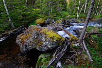 Waterfall in the midnight sun, white water stream in swedish forest, Sweden, Scandinavia, Summer.