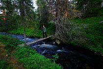 Hiker crossing a river in the midnight sun, white water stream in swedish forest, Sweden, Scandinavia, Summer.