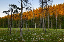 Wetlands and forest landscape with tussock grass, Sweden, Scandinavia, Summer.